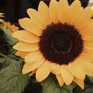 Meet your Posher, Edith